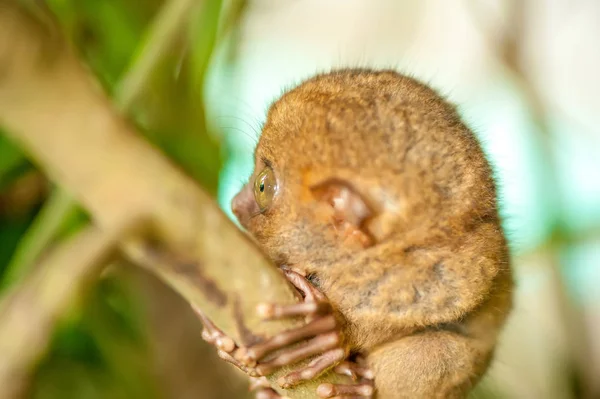 Tarsier Scimmia su ramo d'albero — Foto Stock