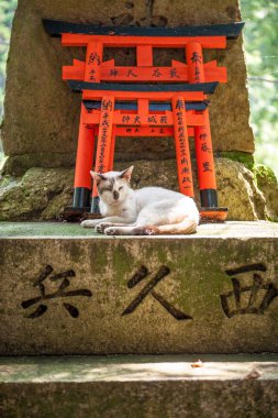 Ahşap Torii Gates ve kedi