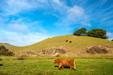 Yayla inekler sahada