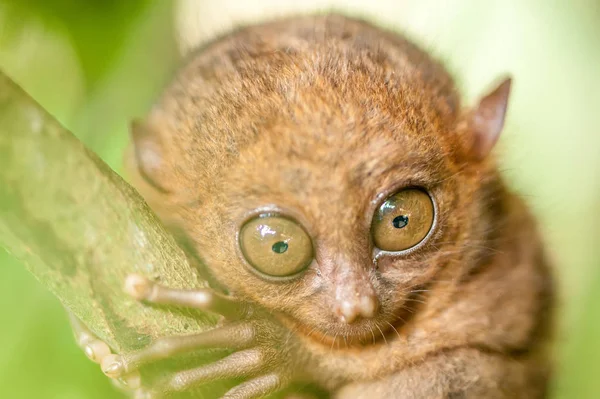 Macaco Tarsier no galho da árvore — Fotografia de Stock