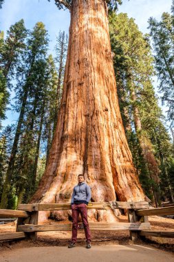 Turist Sequoia Ulusal Parkı'nda