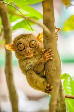 doğal ortamda Tarsier maymun
