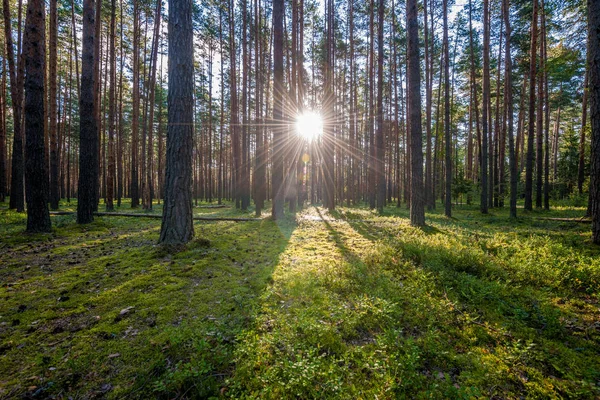 Çam ormanında gün doğumu — Stok fotoğraf