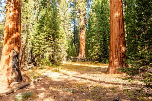 Paisagem colorida de floresta de outono — Fotografia de Stock