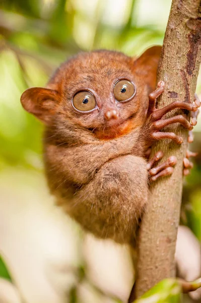 かわいい猿のメガネザル — ストック写真