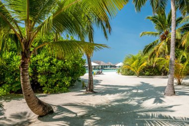 palmiye ağaçları ile kum plaj