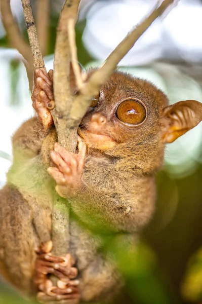 Tarsier monkey in natural environment — Stock Photo, Image