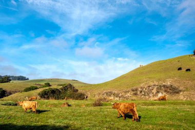 Yayla inekler sahada 