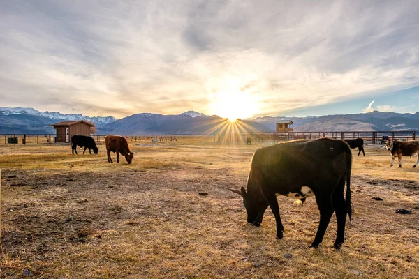 Cows in paddock during sunset — Stock Photo, Image