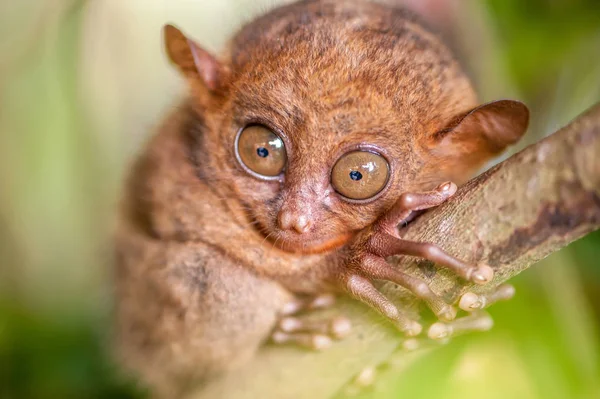 Tarsier monkey on wooden branch — Stock Photo, Image