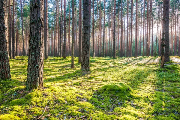 Wschód słońca w lesie sosnowym — Zdjęcie stockowe