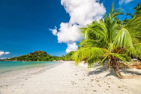 Bella spiaggia con palme — Foto Stock