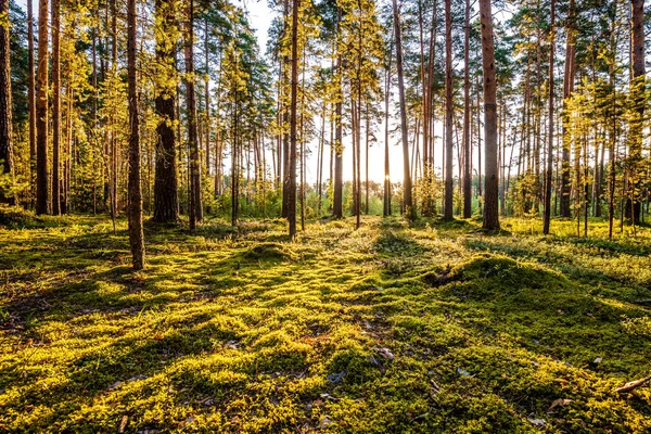 Salida del sol en el bosque de pinos —  Fotos de Stock