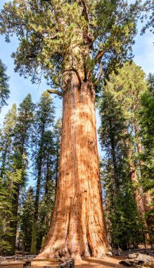 Sequoia National Park sonbahar