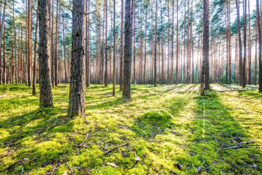 Çam ormanında gün doğumu