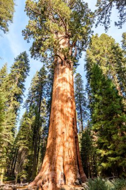 Sequoia National Park sonbahar