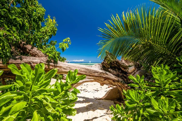 Schöner Strand auf den Seychellen — Stockfoto