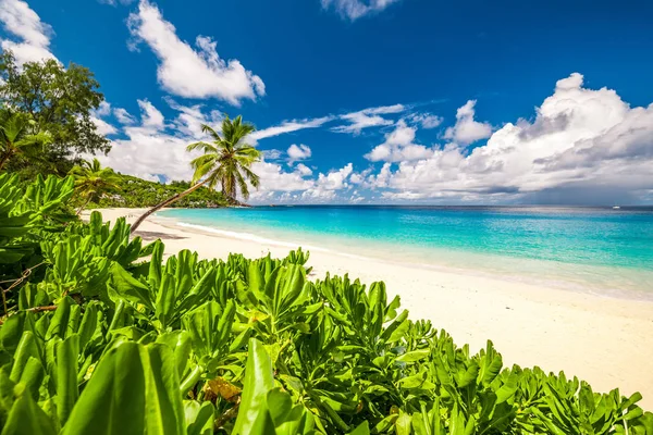 Vackra anse intendance beach — Stockfoto