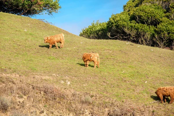 Vacas montañosas en un campo —  Fotos de Stock