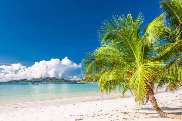 Bella spiaggia con palma alle Seychelles — Foto Stock