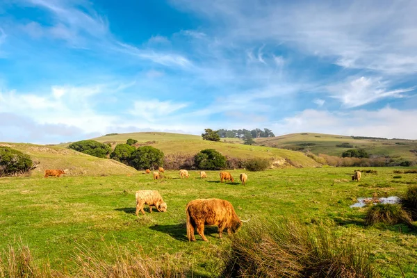 Vacas das Terras Altas num campo — Fotografia de Stock