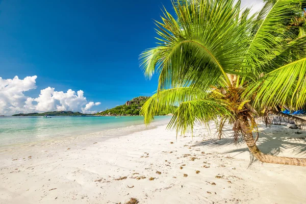 Hermosa playa con palmera — Foto de Stock