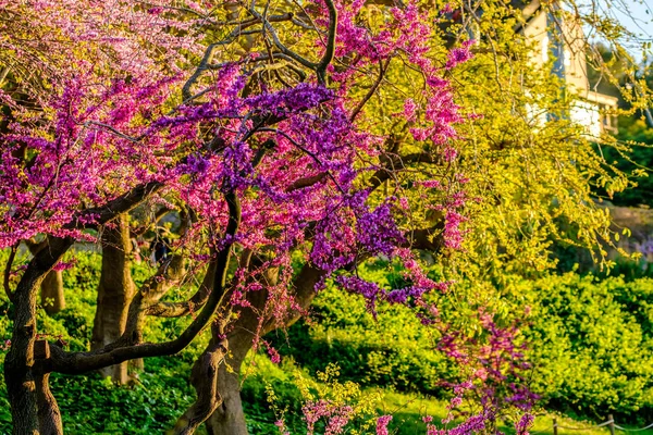 Blühender Pfirsichbaum — Stockfoto