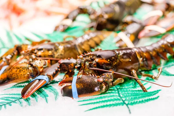 Hummer auf dem Fischmarkt — Stockfoto