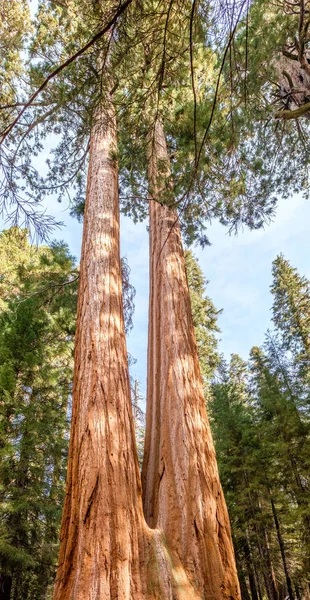 Parque Nacional Sequoia en otoño — Foto de Stock
