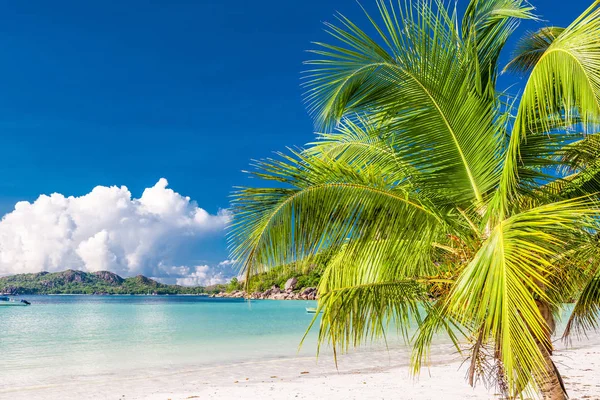 Schöner Strand mit Palme auf den Seychellen — Stockfoto