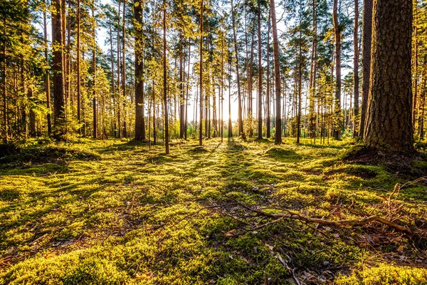 Salida del sol en el bosque de pinos — Foto de Stock