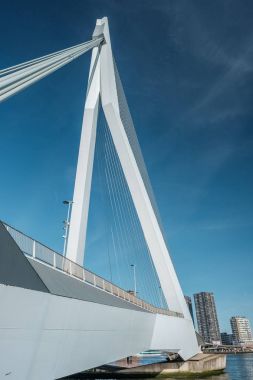 Rotterdam 'daki Erasmus Köprüsü 