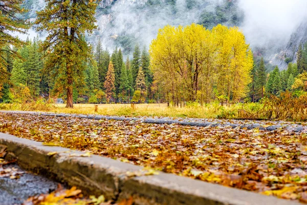 Hojas de otoño sobre asfalto húmedo — Foto de Stock