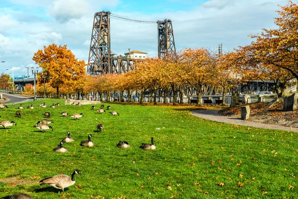 Gansos na grama no parque de outono — Fotografia de Stock