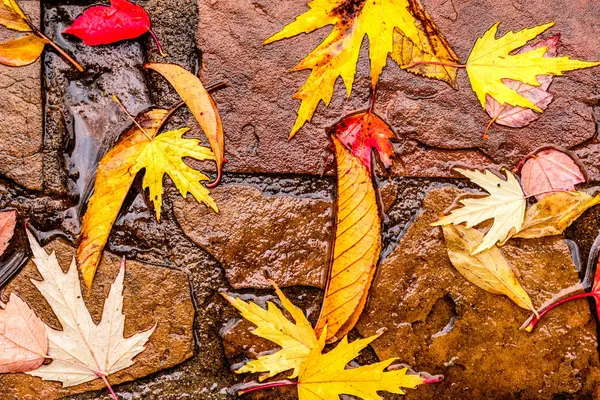 Gefallene Blätter des Herbst-Ahorns — Stockfoto