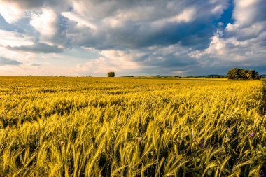 Sarı buğday tarlası 