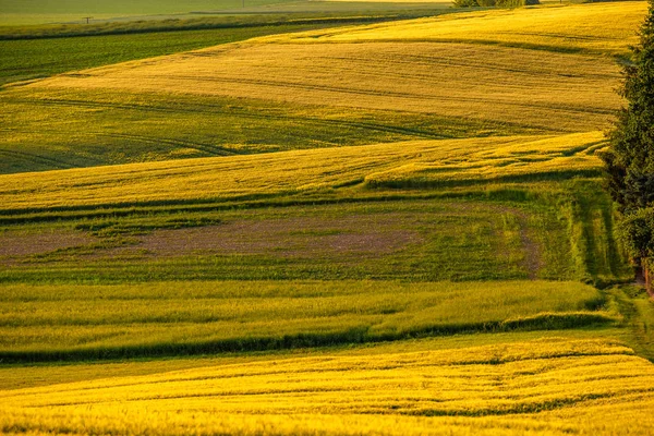 Colinas onduladas al atardecer — Foto de Stock