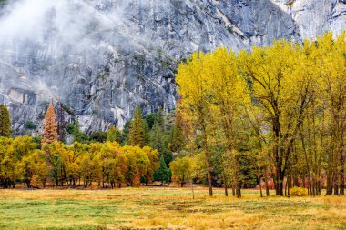 Park altın yeşillik tam