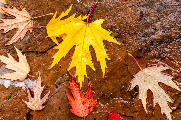 Gelbe und rote Blätter des Herbst-Ahorns — Stockfoto