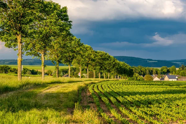 Filas de plantas jóvenes campo bajo el cielo dramático — Foto de Stock