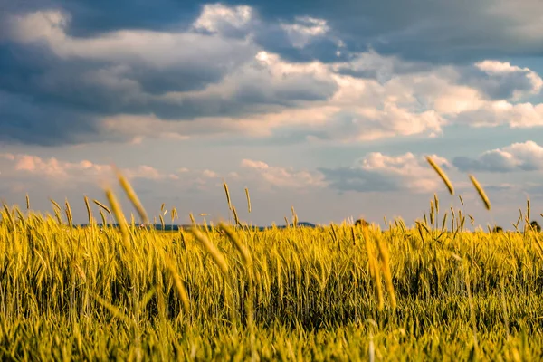 Пшеничное поле под драматическим небом — стоковое фото