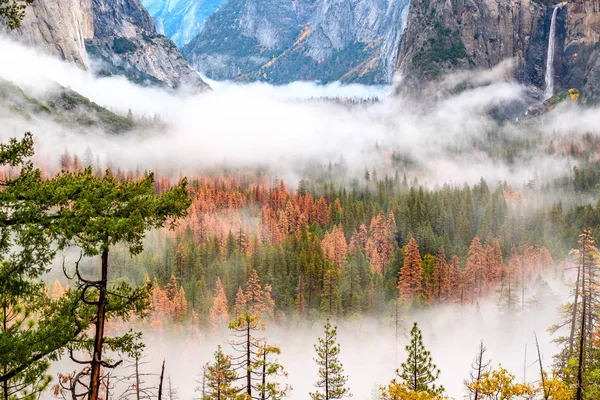 Mist over herfst bos — Stockfoto