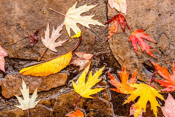 Падшие осенние кленовые листья — стоковое фото