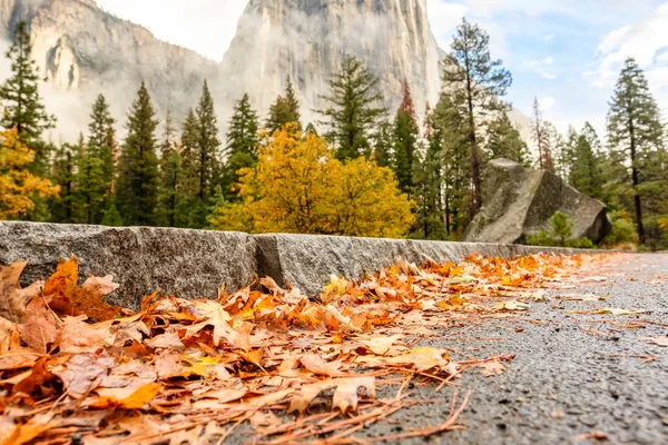 Allée avec feuilles tombées sur asphalte humide — Photo