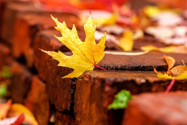 Żółte i czerwone autumn klonowe listowie — Zdjęcie stockowe