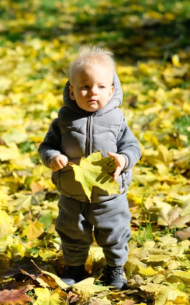 Baby boy with yellow maple leaf — Stock Photo, Image