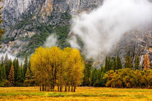 Park full of gold foliage — Stock Photo, Image