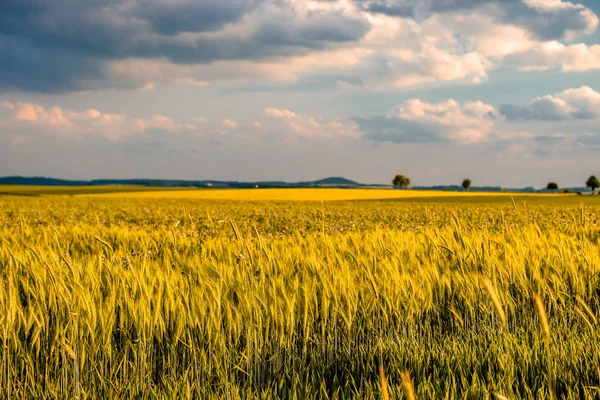 Campo amarelo sob céu dramático — Fotografia de Stock