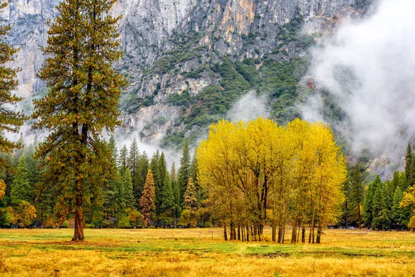 Жовті дерева в похмурий осінній ранок — стокове фото
