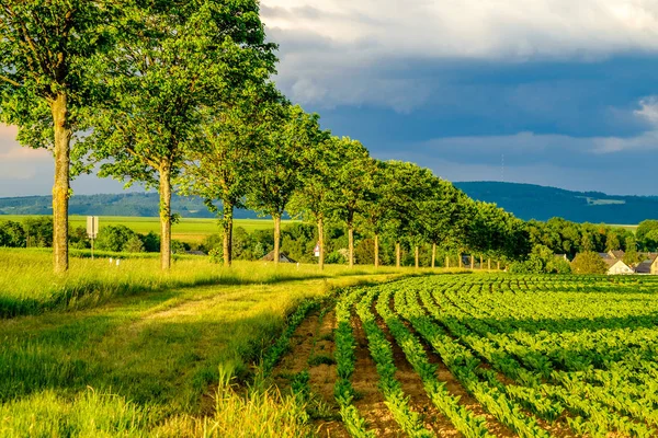 Fileiras de plantas verdes no campo fértil — Fotografia de Stock